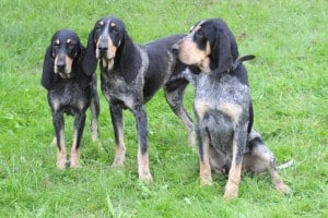 Blue-Gascony-Hound-1