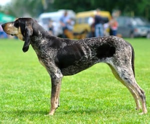 Blue-Gascony-Hound