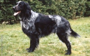 Blue-Picardy-Spaniel