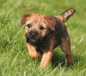 Border-Terrier-1