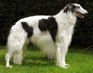 Borzoi-1