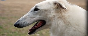 Borzoi