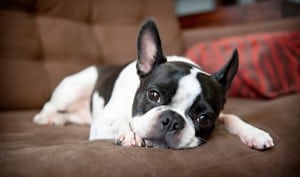 Boston-Terrier-1