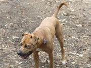 Catahoula Bulldog