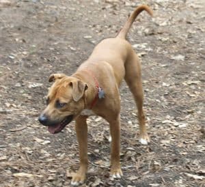 Catahoula-bulldog