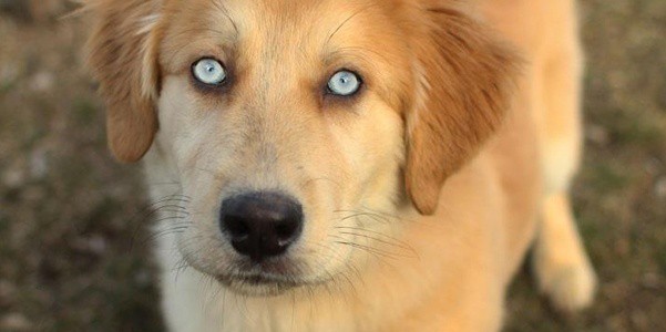 alaskan husky and golden retriever mix