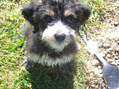 miniature schnauzer bichon frise cross