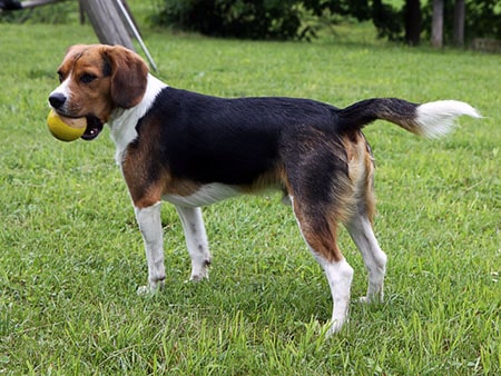 beagle cross king charles