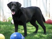 Borador