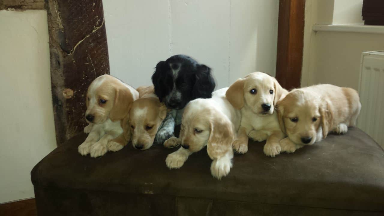 beagle cocker spaniel puppies for sale