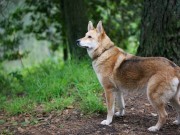 Coydog