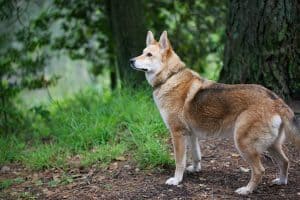 Coydog-1