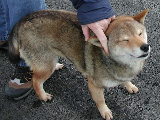 coyote terrier mix