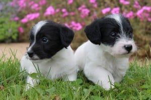 jack russell crossed with poodle