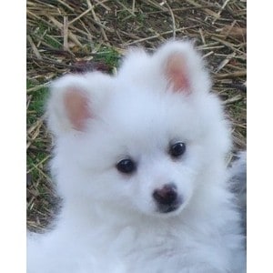 pomeranian eskimo mix for sale