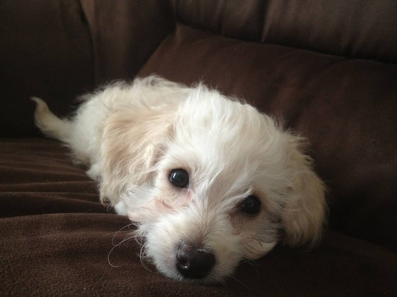Chipoo, Poodle and Chihuahua Mix - SpockTheDog.com