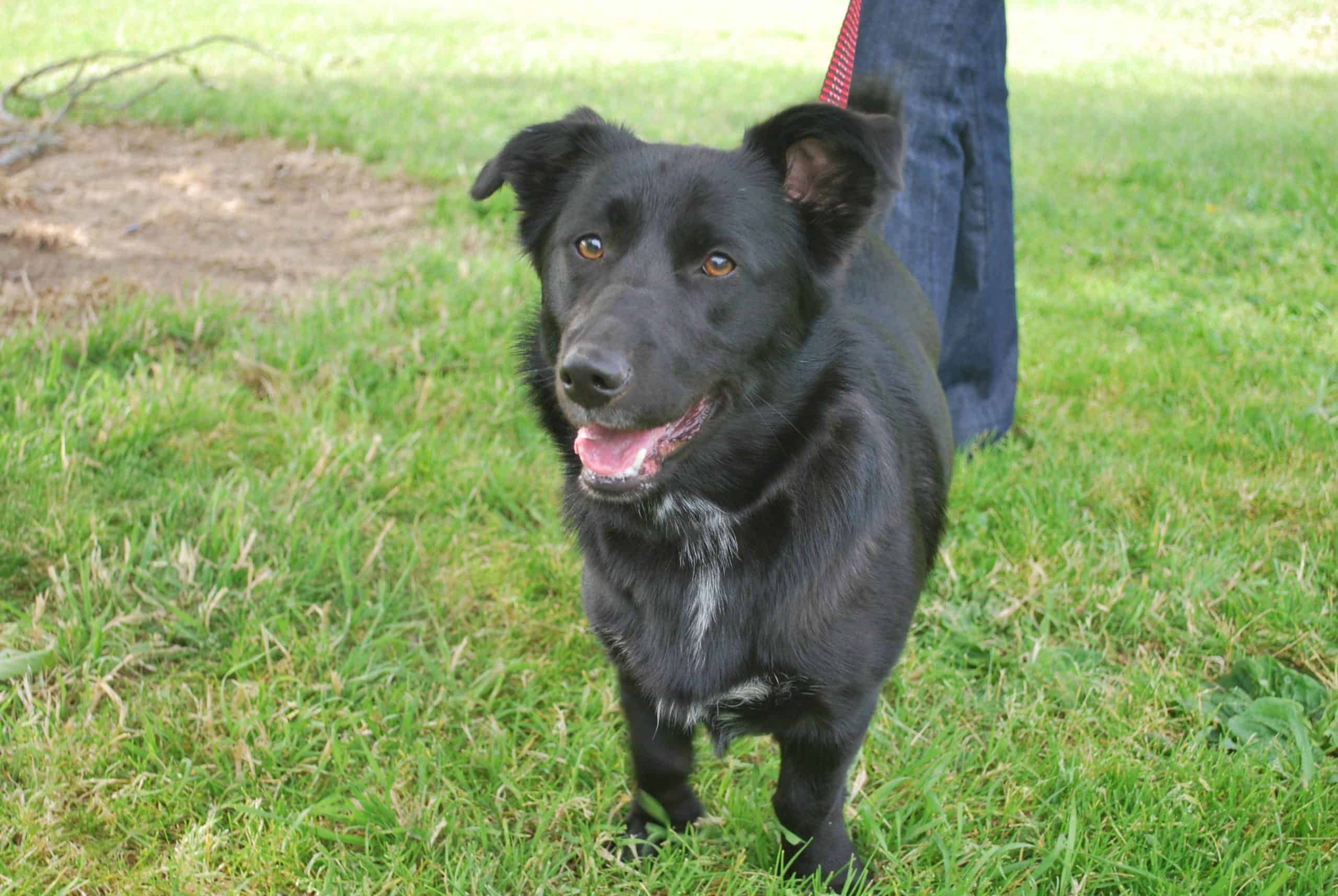 chocolate lab corgi mix