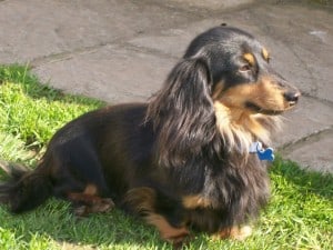 Dachshund-Miniature