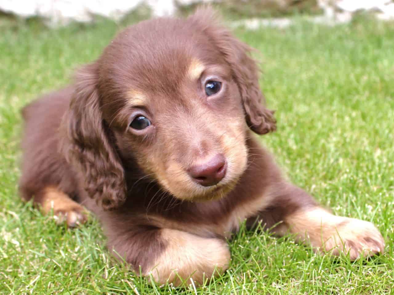 chocolate long haired miniature dachshund