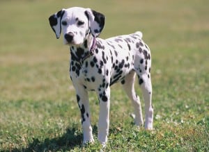 Dalmatian