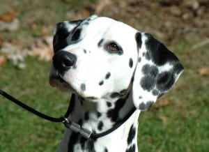 Dalmatian1