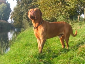 Dogue-de-Bordeaux