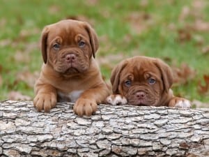 Dogue-de-Bordeaux1