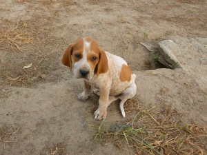 English-Coonhound