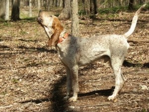 English-Coonhound1