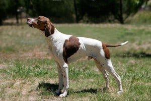 English-Pointer