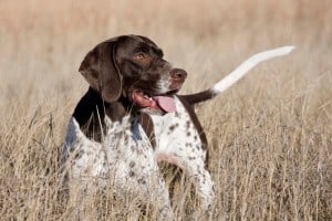 English-Pointer1