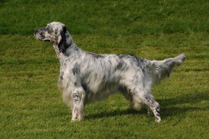 English-Setter2