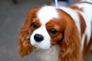 English-Toy-Spaniel