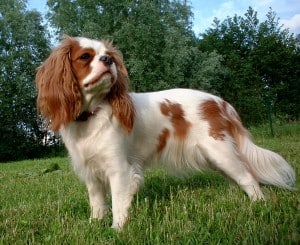 English-Toy-Spaniel1