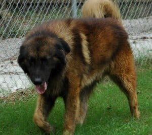 Estrela-Mountain-Dog