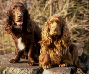 Field-Spaniel