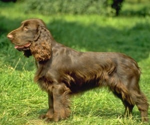 Field-Spaniel1