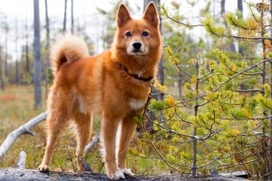 Finnish-Spitz