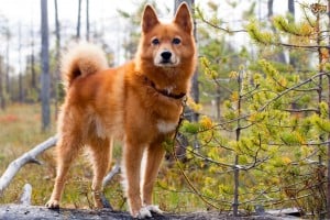 Finnish-Spitz