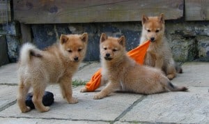 Finnish-Spitz1