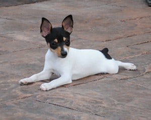 Fox-Terrier-Toy