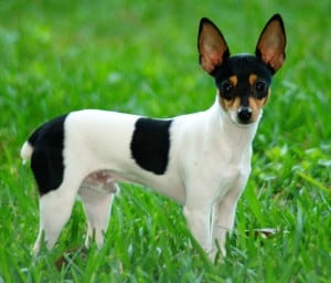 Fox-Terrier-Toy1