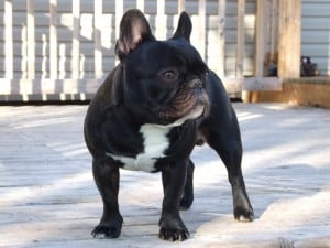 French-Bulldog