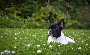 French-Bulldog1