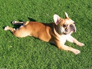 French-Bulldog2