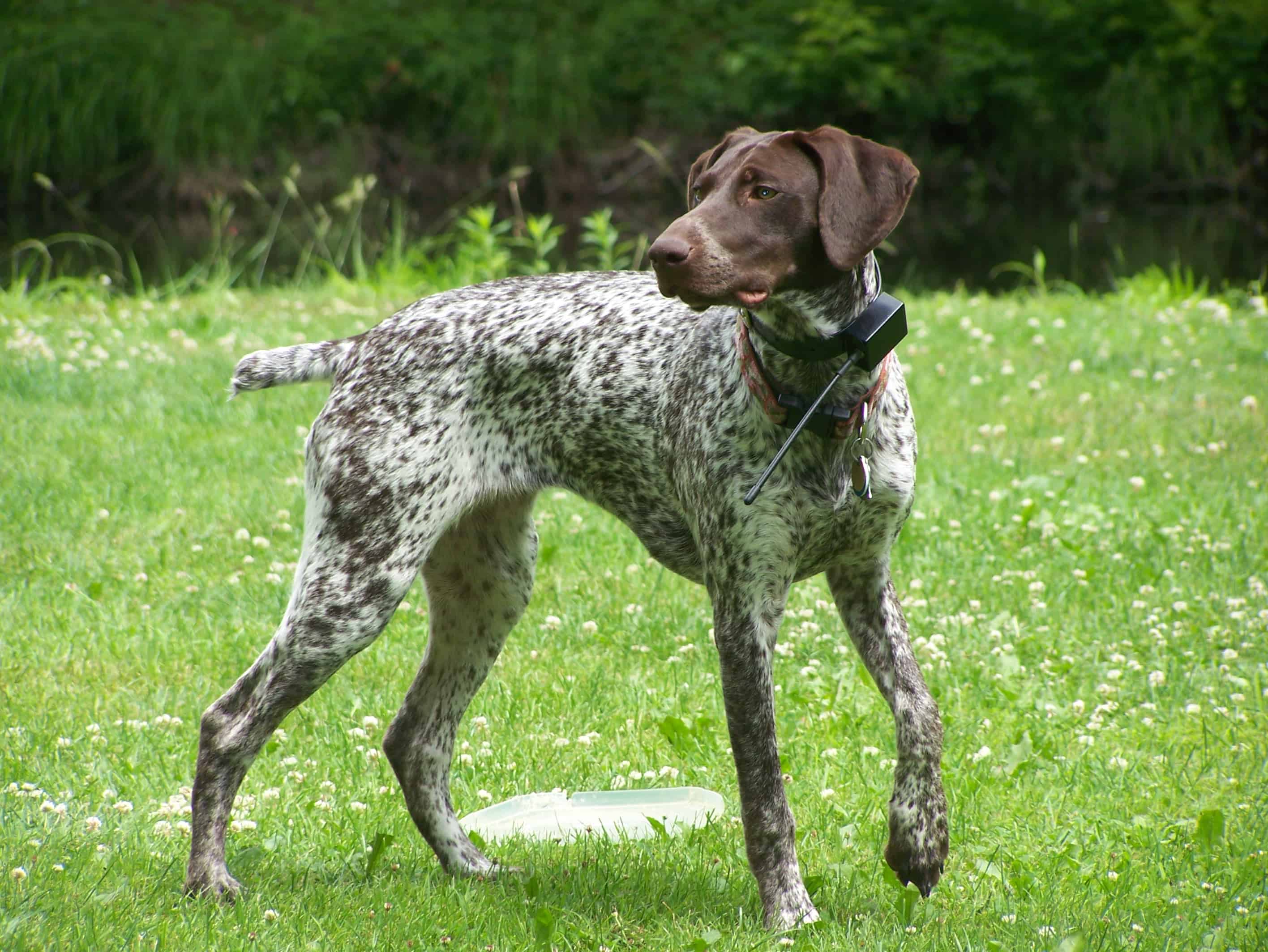 shepherd pointer