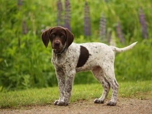 German-Shorthaired-Pointer1