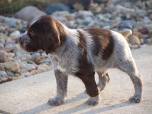 German-Wirehaired-Pointer1