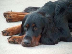 Gordon-Setter