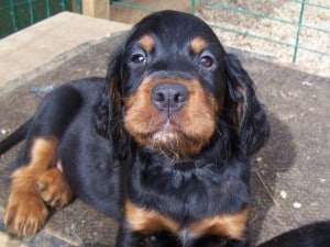 Gordon-Setter1